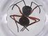  (Polyrhachis laevissima - CBG-B02367-G10)  @11 [ ] CreativeCommons - Attribution Share - Alike (2025) Centre for Biodiversity Genomics Centre for Biodiversity Genomics
