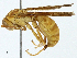  ( - BIOUG97733-A12)  @11 [ ] CreativeCommons - Attribution (2023) CBG Photography Group Centre for Biodiversity Genomics