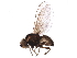  ( - BIOUG36752-B06)  @11 [ ] CreativeCommons - Attribution (2018) CBG Photography Group Centre for Biodiversity Genomics