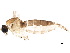  ( - BIOUG36680-G09)  @11 [ ] CreativeCommons - Attribution (2018) CBG Photography Group Centre for Biodiversity Genomics