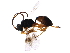  ( - BIOUG36738-F07)  @13 [ ] CreativeCommons - Attribution (2018) CBG Photography Group Centre for Biodiversity Genomics
