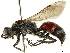  ( - BIOUG39771-A12)  @11 [ ] CreativeCommons - Attribution (2019) CBG Photography Group Centre for Biodiversity Genomics