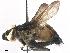  (Idiella - BIOUG39927-B05)  @11 [ ] CreativeCommons - Attribution (2019) CBG Photography Group Centre for Biodiversity Genomics