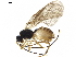  (Heterolexis balteata - BIOUG41161-B05)  @14 [ ] CreativeCommons - Attribution (2019) CBG Photography Group Centre for Biodiversity Genomics