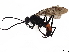  (Priocnemis rugosa - BIOUG41165-G10)  @11 [ ] CreativeCommons - Attribution (2021) CBG Photography Group Centre for Biodiversity Genomics