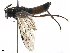  ( - BIOUG41715-D03)  @11 [ ] CreativeCommons - Attribution (2019) CBG Photography Group Centre for Biodiversity Genomics