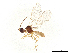  ( - BIOUG41748-D09)  @11 [ ] CreativeCommons - Attribution Share-Alike (2024) CBG Photography Group Centre for Biodiversity Genomics