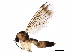  ( - BIOUG14822-H10)  @11 [ ] CreativeCommons - Attribution (2017) CBG Photography Group Centre for Biodiversity Genomics