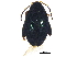  ( - BIOUG14945-G10)  @13 [ ] CreativeCommons - Attribution (2017) CBG Photography Group Centre for Biodiversity Genomics