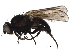  (Agromyzinae - BIOUG14949-C09)  @14 [ ] CreativeCommons - Attribution (2015) CBG Photography Group Centre for Biodiversity Genomics