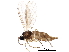  ( - BIOUG14949-F06)  @11 [ ] CreativeCommons - Attribution (2016) CBG Photography Group Centre for Biodiversity Genomics