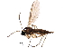  (Corynoptera tridentata - BIOUG14950-A06)  @14 [ ] CreativeCommons - Attribution (2016) CBG Photography Group Centre for Biodiversity Genomics