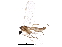  ( - BIOUG14952-G03)  @14 [ ] CreativeCommons - Attribution (2016) CBG Photography Group Centre for Biodiversity Genomics