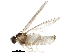 (Peromyia scutellata - BIOUG14956-A03)  @13 [ ] CreativeCommons - Attribution (2015) CBG Photography Group Centre for Biodiversity Genomics