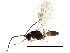  (Lipolexis gracilis - BIOUG14956-E07)  @13 [ ] CreativeCommons - Attribution (2015) CBG Photography Group Centre for Biodiversity Genomics