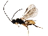  (Aristelix - BIOUG14957-G12)  @15 [ ] CreativeCommons - Attribution (2015) CBG Photography Group Centre for Biodiversity Genomics