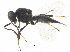  (Platygaster tuberosula - BIOUG15046-D08)  @14 [ ] CreativeCommons - Attribution (2015) CBG Photography Group Centre for Biodiversity Genomics