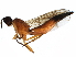  ( - BIOUG15078-D04)  @11 [ ] CreativeCommons - Attribution (2017) CBG Photography Group Centre for Biodiversity Genomics