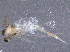  ( - BIOUG15143-G08)  @11 [ ] CreativeCommons - Attribution (2017) CBG Photography Group Centre for Biodiversity Genomics