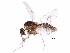  ( - BIOUG15144-A11)  @11 [ ] CreativeCommons - Attribution (2017) CBG Photography Group Centre for Biodiversity Genomics