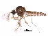  ( - BIOUG15144-C08)  @11 [ ] CreativeCommons - Attribution (2017) CBG Photography Group Centre for Biodiversity Genomics