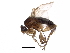  ( - BIOUG15248-A08)  @14 [ ] CreativeCommons - Attribution (2017) CBG Photography Group Centre for Biodiversity Genomics