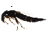  (Quedius nitipennis - BIOUG15265-H07)  @15 [ ] CreativeCommons - Attribution (2016) CBG Photography Group Centre for Biodiversity Genomics