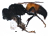  (Tachysphex punctipleuris - BIOUG15293-A03)  @14 [ ] CreativeCommons - Attribution (2016) CBG Photography Group Centre for Biodiversity Genomics