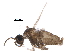  ( - BIOUG15314-F06)  @11 [ ] CreativeCommons - Attribution (2017) CBG Photography Group Centre for Biodiversity Genomics