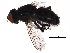  ( - BIOUG15331-B11)  @11 [ ] CreativeCommons - Attribution (2017) CBG Photography Group Centre for Biodiversity Genomics