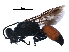  (Astata boops - BIOUG15332-B09)  @15 [ ] CreativeCommons - Attribution (2016) CBG Photography Group Centre for Biodiversity Genomics