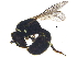  ( - BIOUG15333-F09)  @13 [ ] CreativeCommons - Attribution (2017) CBG Photography Group Centre for Biodiversity Genomics