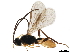  ( - BIOUG15351-F01)  @12 [ ] CreativeCommons - Attribution (2019) CBG Photography Group Centre for Biodiversity Genomics