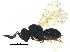  ( - BIOUG15370-G11)  @14 [ ] CreativeCommons - Attribution (2017) CBG Photography Group Centre for Biodiversity Genomics