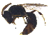  ( - BIOUG15372-F04)  @13 [ ] CreativeCommons - Attribution (2017) CBG Photography Group Centre for Biodiversity Genomics
