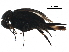  (Mordellochroa - BIOUG15405-C08)  @14 [ ] CreativeCommons - Attribution (2017) CBG Photography Group Centre for Biodiversity Genomics