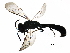  ( - BIOUG15425-B09)  @12 [ ] CreativeCommons - Attribution (2016) CBG Photography Group Centre for Biodiversity Genomics