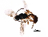  ( - BIOUG15444-D12)  @13 [ ] CreativeCommons - Attribution (2017) CBG Photography Group Centre for Biodiversity Genomics