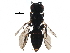  (Entomognathus brevis - BIOUG15446-E05)  @14 [ ] CreativeCommons - Attribution (2016) CBG Photography Group Centre for Biodiversity Genomics