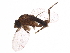  ( - BIOUG15494-H01)  @11 [ ] CreativeCommons - Attribution (2017) CBG Photography Group Centre for Biodiversity Genomics