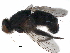  ( - BIOUG15613-B02)  @11 [ ] CreativeCommons - Attribution (2017) CBG Photography Group Centre for Biodiversity Genomics