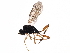 ( - BIOUG15618-D11)  @11 [ ] CreativeCommons - Attribution (2017) CBG Photography Group Centre for Biodiversity Genomics