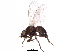  ( - BIOUG15738-F03)  @11 [ ] CreativeCommons - Attribution (2017) CBG Photography Group Centre for Biodiversity Genomics
