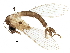  ( - BIOUG31396-H09)  @11 [ ] CreativeCommons - Attribution (2017) CBG Photography Group Centre for Biodiversity Genomics