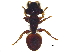  ( - BIOUG31406-A11)  @13 [ ] CreativeCommons - Attribution (2017) CBG Photography Group Centre for Biodiversity Genomics