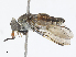  ( - CBG-A07115-C07)  @11 [ ] CreativeCommons - Attribution Share - Alike (2023) CBG Photography Group Centre for Biodiversity Genomics