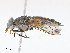  (Tabanus trivittatus - CBG-A13209-G04)  @11 [ ] CreativeCommons - Attribution Share - Alike (2023) CBG Photography Group Centre for Biodiversity Genomics