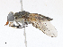  ( - CBG-A13209-G06)  @11 [ ] CreativeCommons - Attribution Share - Alike (2023) CBG Photography Group Centre for Biodiversity Genomics