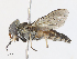  ( - CBG-A13212-A01)  @11 [ ] CreativeCommons - Attribution Share - Alike (2023) CBG Photography Group Centre for Biodiversity Genomics