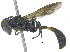  ( - BIOUG18511-G05)  @14 [ ] CreativeCommons - Attribution (2015) CBG Photography Group Centre for Biodiversity Genomics